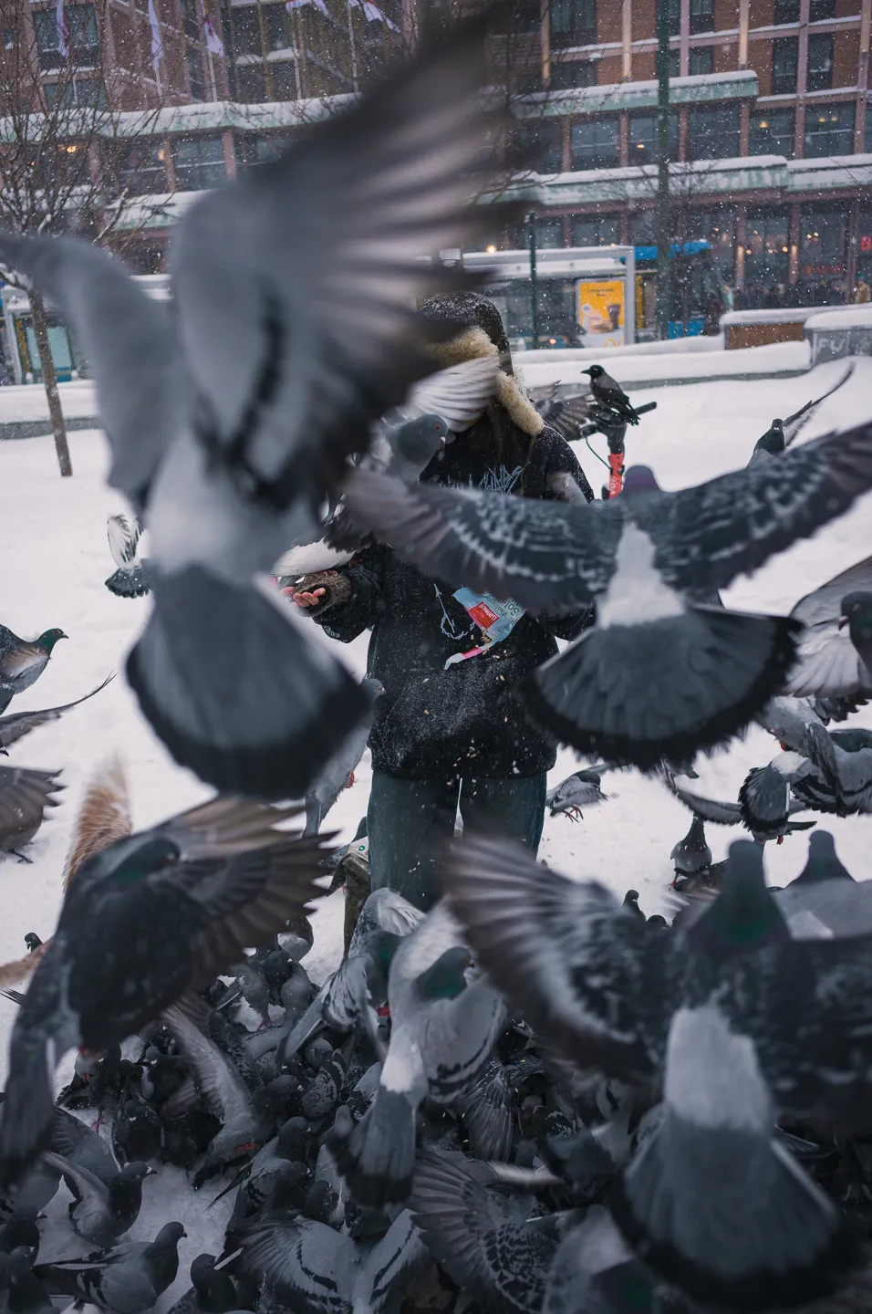 Portrait of a girl feeding pigeons